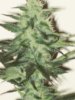Garden 002.jpg