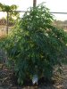 DSC02205.jpg