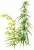 cannabisplant.gif