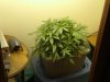 my grow 003.jpg