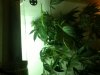 Day 70 (Week 2 Flower) (16).jpg