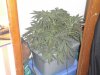 my grow 002.jpg