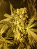 Week 8 Start of Flush 003.jpg