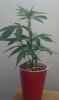 IMAG0234.jpg