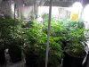 Veg Tent 032.jpg