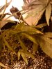 IMG_20111103_233914.jpg