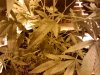 IMG_20111103_233824.jpg