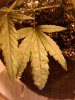 IMG_20111103_233932.jpg