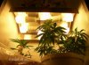 poke_smot-albums-my-budz-picture4742-my-veg-lights.jpg