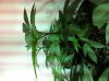 IMG_0785.jpg