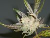 dinafem pre chop 029.jpg