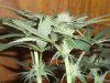 mygrow 010.jpg