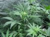 afghani ssh skunk#1 10 days into flower 003.jpg