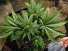 51_21.07 bloom 1 week.jpg