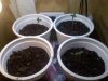 seedlings.jpg