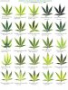 cannabis leaf-deficiencies.jpg