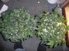 500 are my first 5 gal bucket grow plants .jpg