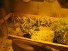 super skunk chopped and dehumidifier 007.jpg