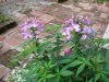 cleome1.jpg