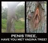 penis-vagina-tree.jpg