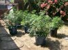 ggggreen 001.jpg