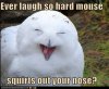 funny-pictures-ever-laugh-so-hard-mouse-squirts-out-your-nose.jpg