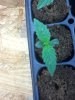 Grow #1 058.jpg