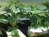 Grow #1 059.jpg