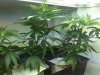 Grow #1 060.jpg