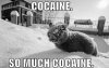 thumbs_cat_snow_cocaine.jpg