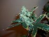 Blue Widow crossed with AK-47 108.jpg