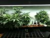 Grow #1 004.jpg