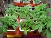 NL_Grow_024_11_30_11.jpg