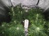 day 24 flowering 006.jpg