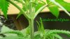 the-midnight-gardener-393508-albums-afghan-project-picture1928998-lra11a.jpg