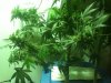 Week 7 Flower (7).jpg