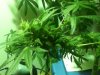 Week 7 Flower (10).jpg