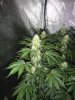 day 24 flowering 008.jpg