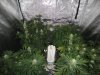 day 24 flowering 012.jpg