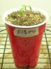 F13 2 (stress) Cup 15 days.jpg