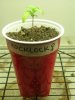 Rocklock (stress)Cup 15 days.jpg