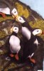 Puffins2 no sig.jpg