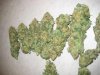 hashberry Light Pheno.jpg