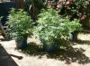 ggggreen099 001.jpg