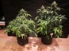 exo cheese 72 from seed 001.jpg