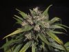 exo cheese 72 from seed 002.jpg