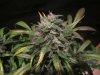 exo cheese 72 from seed 005.jpg