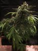 exo cheese 72 from seed 008.jpg