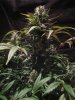 exo cheese 72 from seed 010.jpg