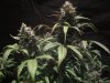 exo cheese 72 from seed 011.jpg